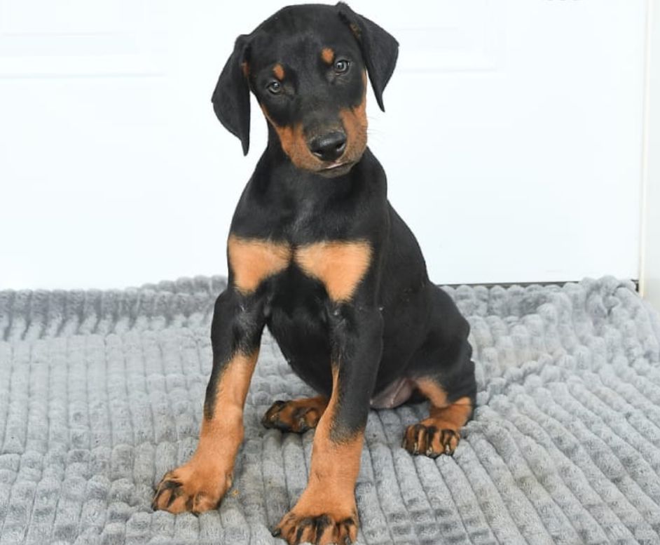 Available Puppies – paramount doberman pinscher